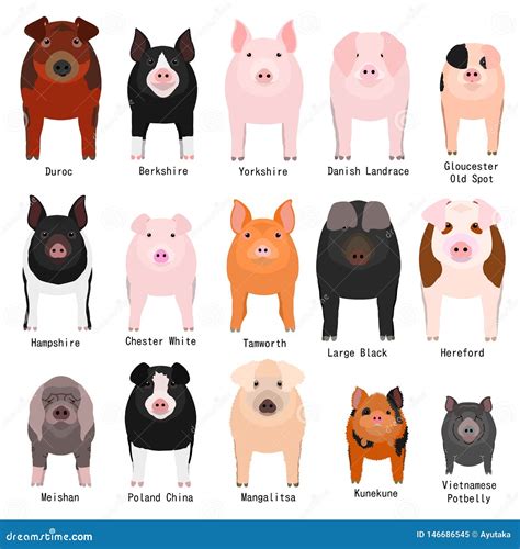 Pig Breeds Chart with Breeds Name Stock Vector - Illustration of ...