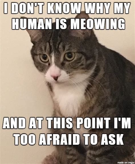 Confused Cat Meme - Meme Guy