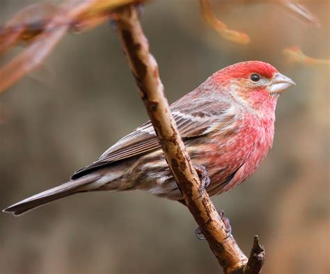 House Finch | House Finch at Nature Park, Richmond BC Canada ...