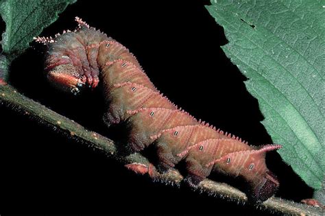 Sphinx Moth Caterpillar Photograph by Gary Shepard - Pixels