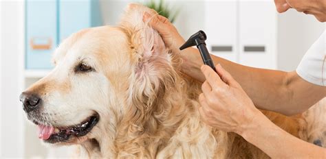 Haematoma on Dog’s Ear? Here’s What to Do! - The Vets