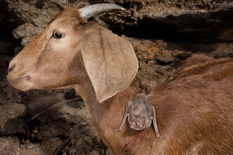 Losing some genes may explain how vampire bats can live on blood