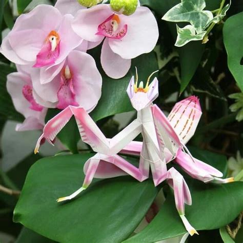 Orchids Mantis | Orchid mantis, Praying mantis, Orchids