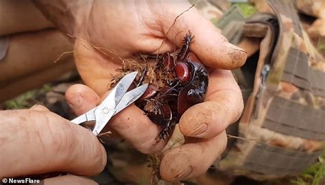 World's heaviest cockroach is rescued after heavy rainfall in the ...