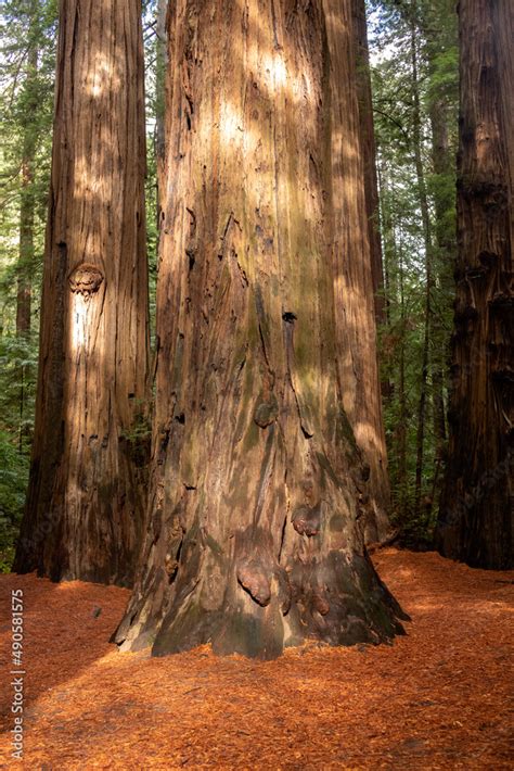 Giant redwood tree in the forest with red leaves forest floor in ...