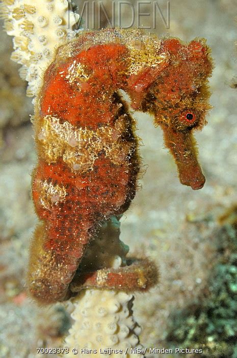 Long-snouted Seahorse stock photo - Minden Pictures