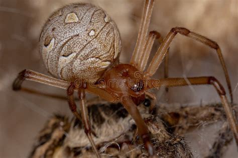 Brown Widow Spider stock image. Image of arachnida, lycosa - 231750921