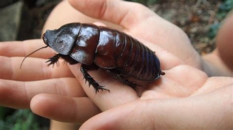 GIANT Burrowing Cockroach from Queensland, Australia. - YouTube