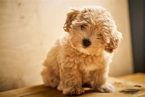 Maltipoo Breeders | Registered Maltipoo Puppies for Sale: Perfect Pooches