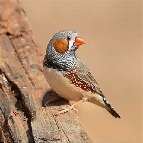 Zebra Finch Care Sheet - HugglePets