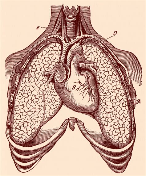 Free photo: Human Heart & Lungs, Circa 1911 - Academical, Picture ...