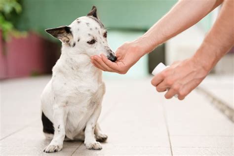 Dog Pain Relief: Medications and Tips to Ease Discomfort | Great Pet Care