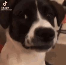 Dog Side GIF – Dog Side Eye – discover and share GIFs