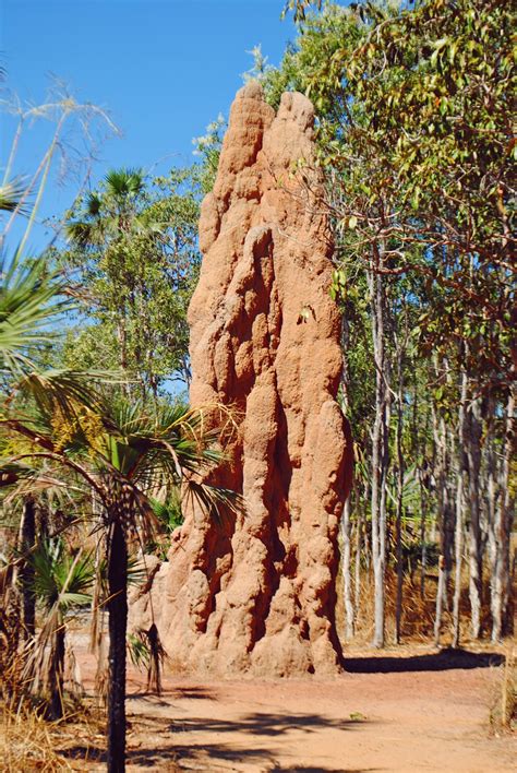 Cathedral Termite Mound