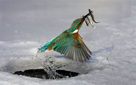 Eisvogel. Amazing... | Tiere wild, Vögel als haustiere, Schöne vögel