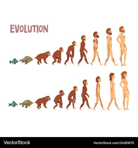 Biology human evolution stages evolutionary Vector Image