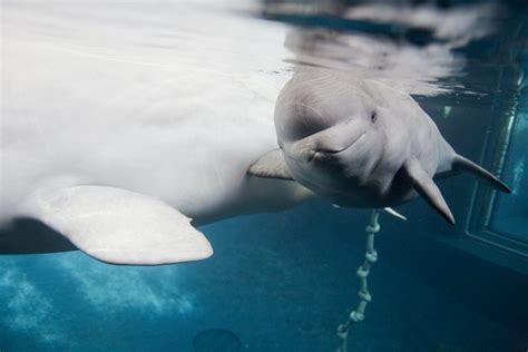 Beluga Whale Facts, Habitat, Sounds, Diet, Baby, Videos, Pictures