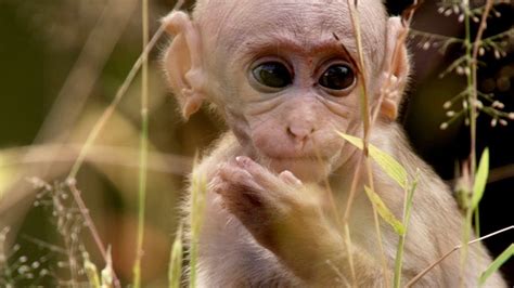 Baby Macaque Social Skills Tested by Violent Elder | Growing Up Wild ...