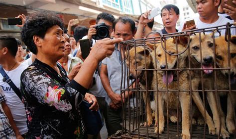 Yulin dog meat festival: Punters flock in droves to sick event in China ...