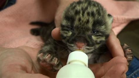 Clouded Leopard Mother And Cubs