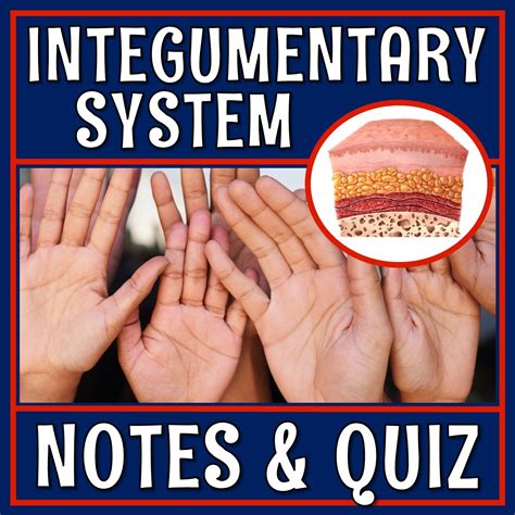 Skin and Integumentary System Notes and Quiz - Flying Colors Science