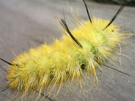 Caterpillar - Acronicta americana - BugGuide.Net