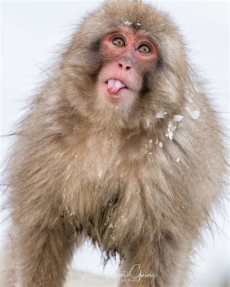 The Snow Monkeys Are Native To Japan - Nada Tallie