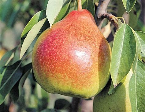 Top 10 Dwarf Fruit Trees for Small Spaces - Birds and Blooms