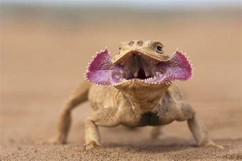 Lizard unfurls its face like a flower as a way to scare off predators ...