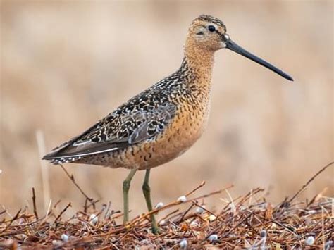 Scolopacidae Browse by Family, All About Birds, Cornell Lab of Ornithology