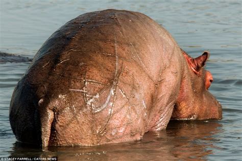 Mother Hippo Displays Amazing Strength and Defense During Attack