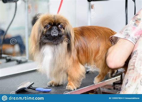 Dog Pekingese red stock photo. Image of haircut, canine - 129557824