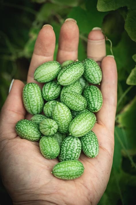 How to Start Mexican Sour Gherkin/Cucamelon Farming: A Step-by-Step ...