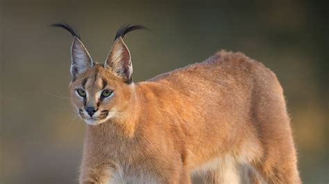 Caracal