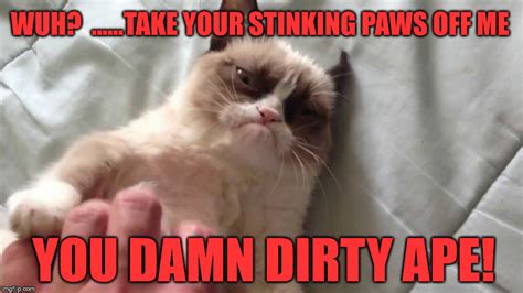 Cat Memes Dirty - Cat's Blog