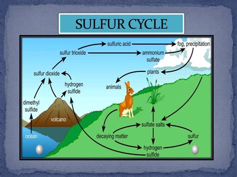 Sulfur cycle