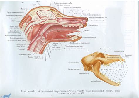 Сагиттальный разрез головы собаки | Sagittal Section of a Dog Head ...