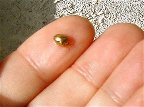 gold ladybug insect - Google Search I'm older and have actually seen a ...