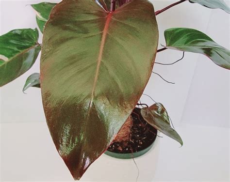 Philodendron Merlot CUTTINGSCUTTINGS Rare Pink Princess Hybrid - Etsy