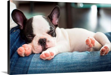 French bulldog puppy sleeping on person lap Wall Art, Canvas Prints ...