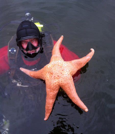 The Echinoblog: Giant Pink Sea Stars from the Northwest Pacific-UPDATE!