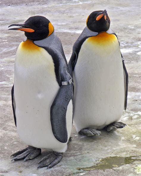 File:Penguins Edinburgh Zoo 2004 SMC.jpg - Wikipedia