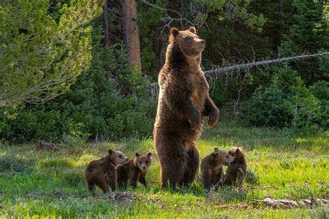 Meet Grizzly Bear 399 and Her Four Cubs, the Most Famous Bears in the ...