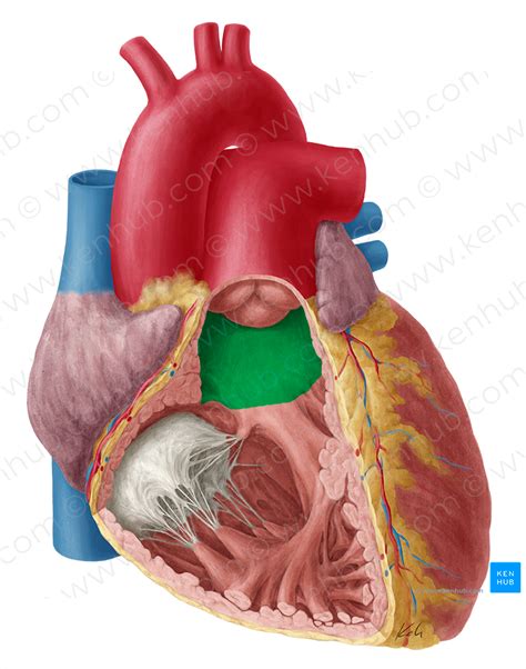 Conus arteriosus (#2838) – Kenhub Image License Store