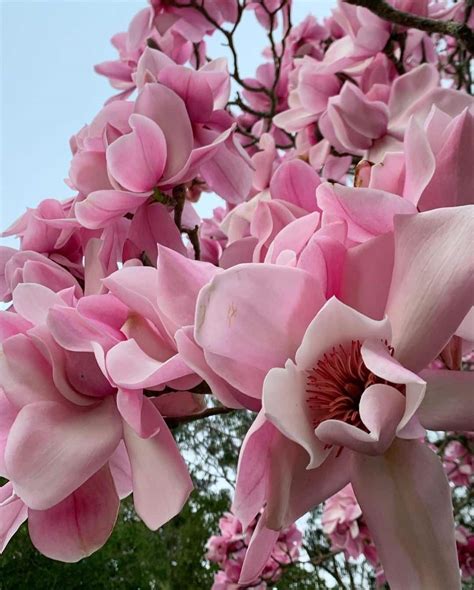 Magnolia Season At SF Botanical Garden - Secret San Francisco