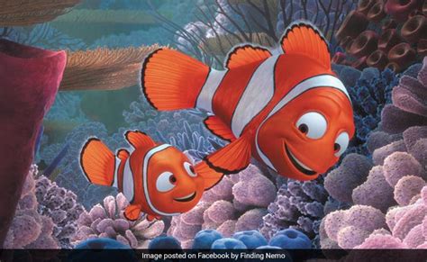 'Finding Nemo' Got An Important Fact About Clownfish Wrong, Say Scientists