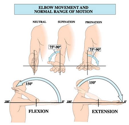 Elbow Anatomy | New York, NY