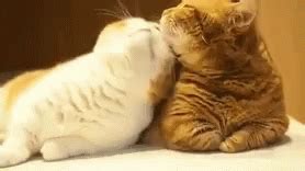 Funny Animals Cat Love GIF - FunnyAnimals CatLove Cute - Discover ...