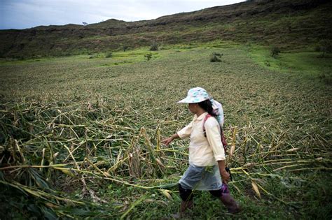 Agricultural damage by Typhoon Ompong highest since Yolanda