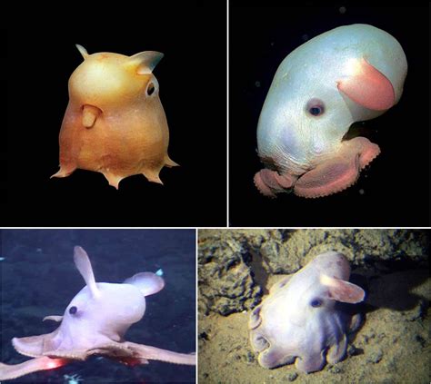 Dumbo Octopus | Dumbo octopus, Unusual animals, Octopus